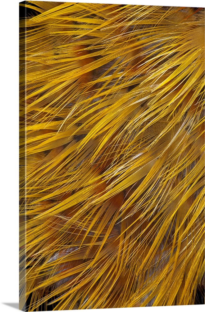 Golden Pheasant Feathers.