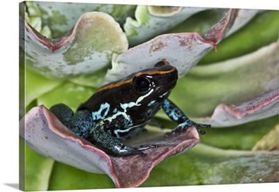 Golfodulcean Poison Frog