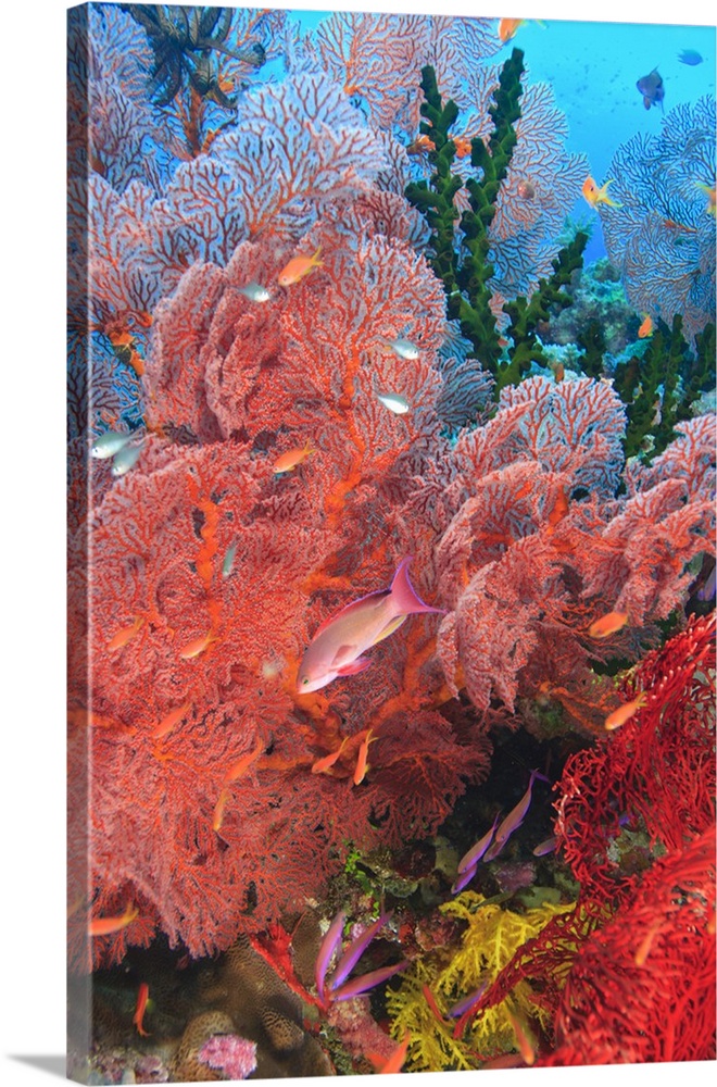 Gorgonian Sea Fan, schooling Fairy Basslets (Pseudanthias squamipinnis), near vibrant Gorgonian Sea Fans and colorful, hea...