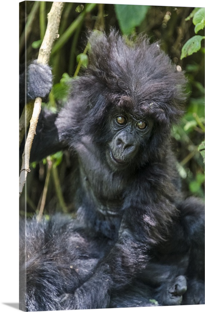 Gorilla mother with 6-month-old baby in the forest, Parc National des Volcans, Rwanda