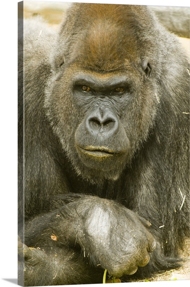 Gorilla strikes pensive pose. Captive