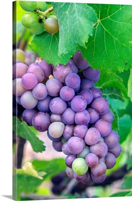 Grapes On Vine, Anyela's Vineyard, Skaneateles, New York, USA
