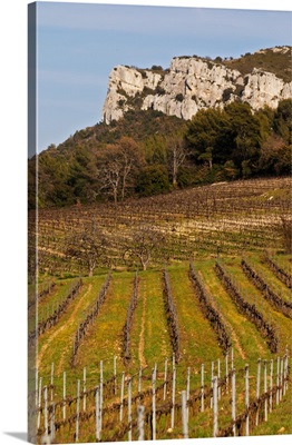 Graphic pattern vineyard and mountain cliff Choteau Barbanau, France
