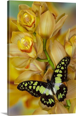 Graphium Tynderaeus Butterfly On Large Golden Cymbidium Orchid