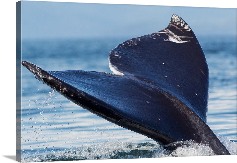 Gray Whale Tail