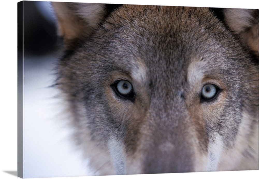 Gray wolf, eyes close up in the foothills of the Takshanuk mountains ...