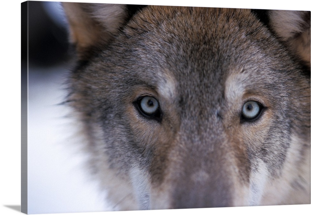 Gray wolf, eyes close up in the foothills of the Takshanuk mountains