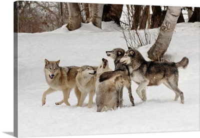 Gray Wolf or Timber Wolf, (Captive Situation)-Canis lupis, Montana-