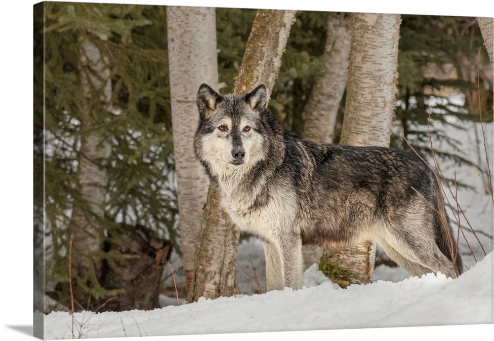 Gray Wolf or Timber Wolf, (Captive Situation)-Canis lupis, Montana-