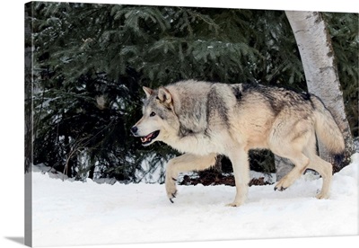 Gray Wolf or Timber Wolf in winter, (Captive Situation)-Canis lupis, Montana-