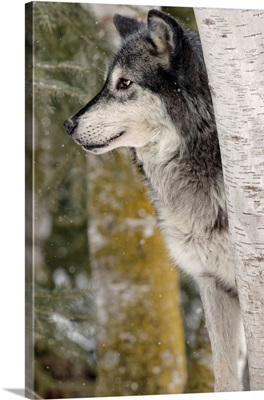 Gray Wolf or Timber Wolf in winter, (Captive Situation)-Canis lupis, Montana-