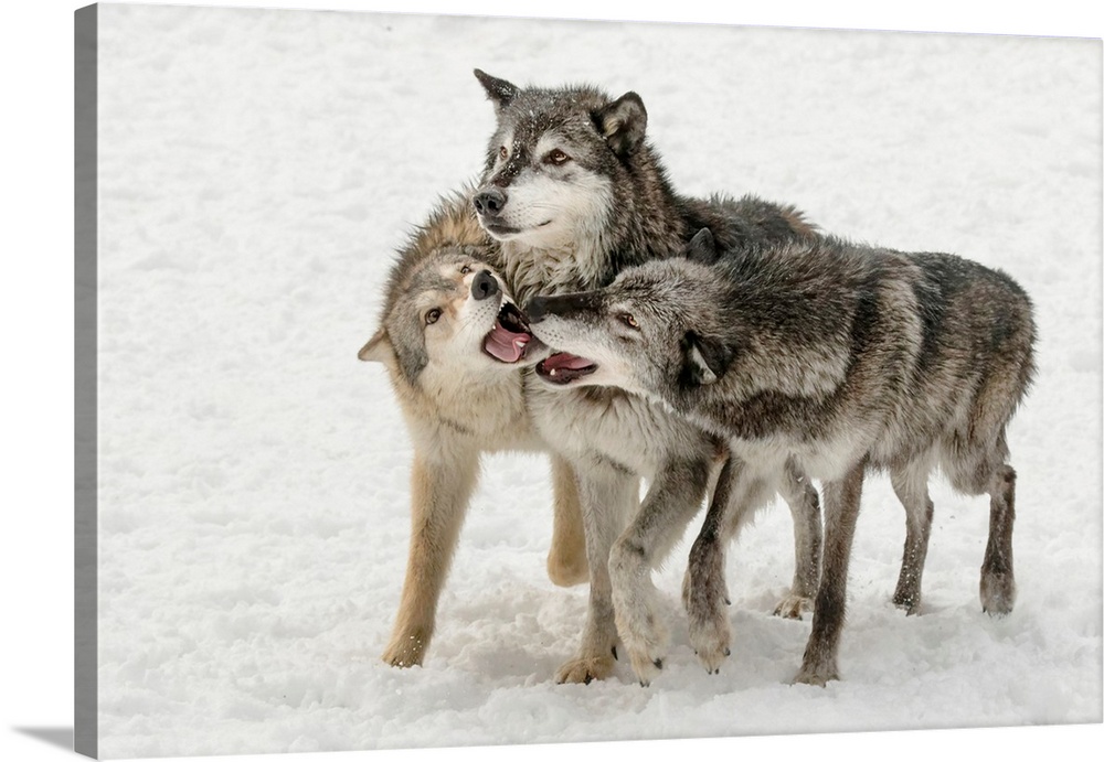 Gray Wolf or Timber Wolf , pack behavior in winter, (Captive Situation)-Canis lupis, Montana-