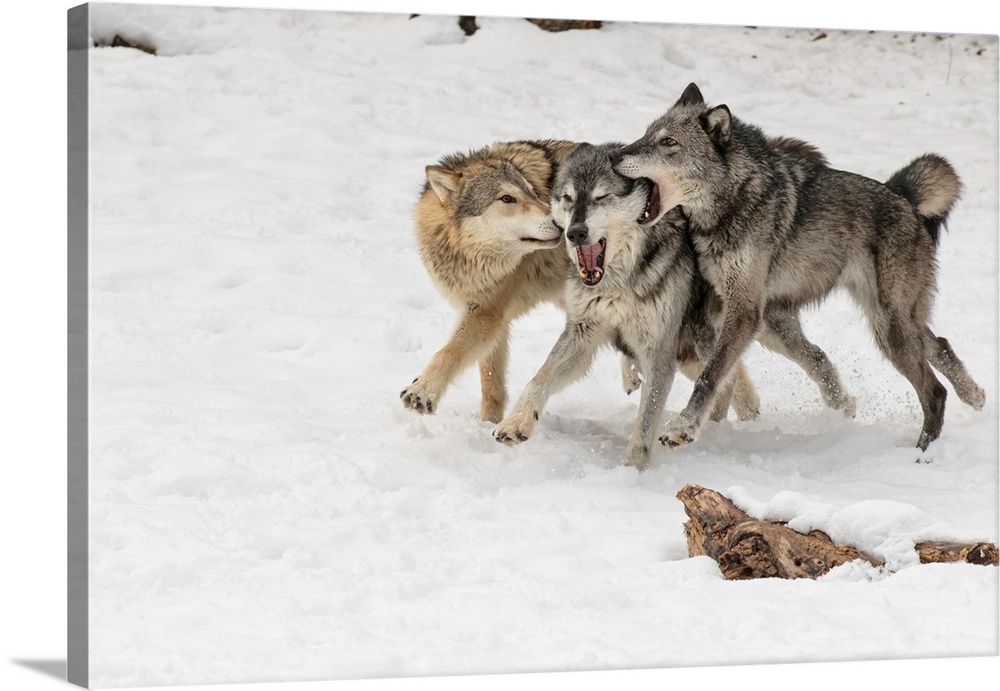 Gray Wolf or Timber Wolf , pack behavior in winter, (Captive Situation)-Canis lupis, Montana-