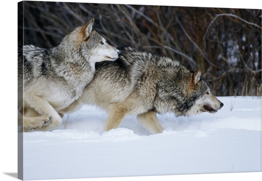 Gray Wolves (Canis lupis) running in snow in winter, MT (Captive Animal)