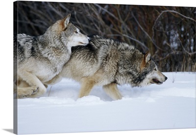 Gray Wolves running in snow in winter, Montana