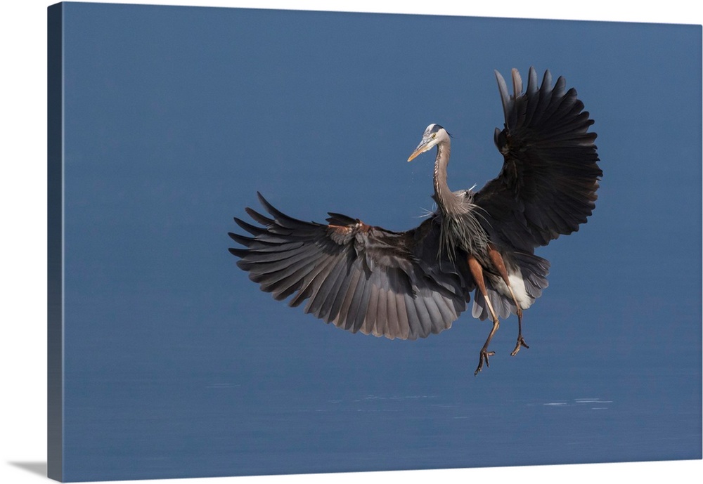 Great Blue Heron Alighting