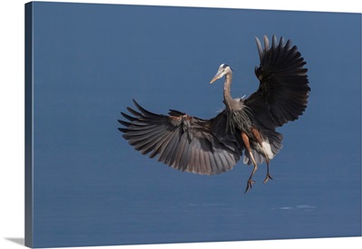 Great Blue Heron Alighting