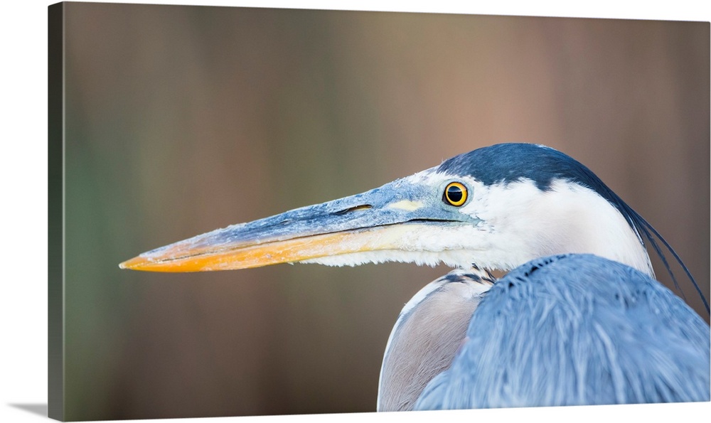 USA, Wyoming, Sublette County, Pinedale, Great Blue Heron portrait taken in July 2015 on a wetland pond.