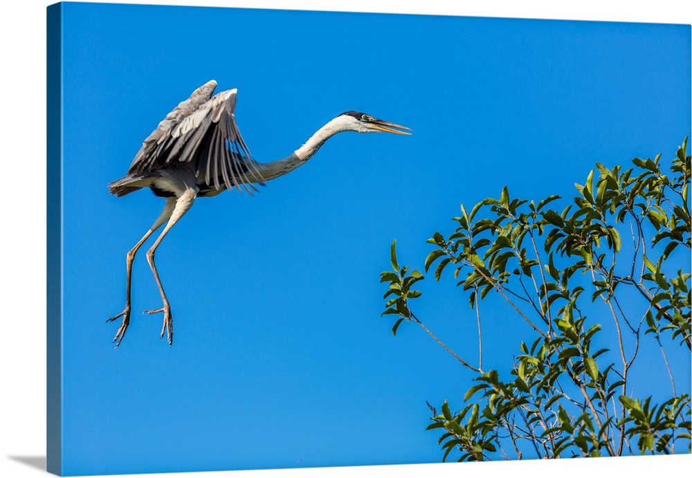 Great Blue Heron prepares to land on a tree over the Brazilian Pantanal with blue sky in the background.