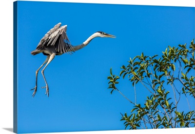 Great Blue Heron Prepares To Land On A Tree Over The Brazilian Pantanal