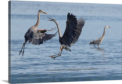 Great Blue Herons, A Scuffle Over Fishing Spot