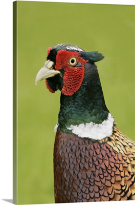 Great Britain, Isles Of Scilly, Tresco Island. Portrait Of Ring-Necked Pheasant