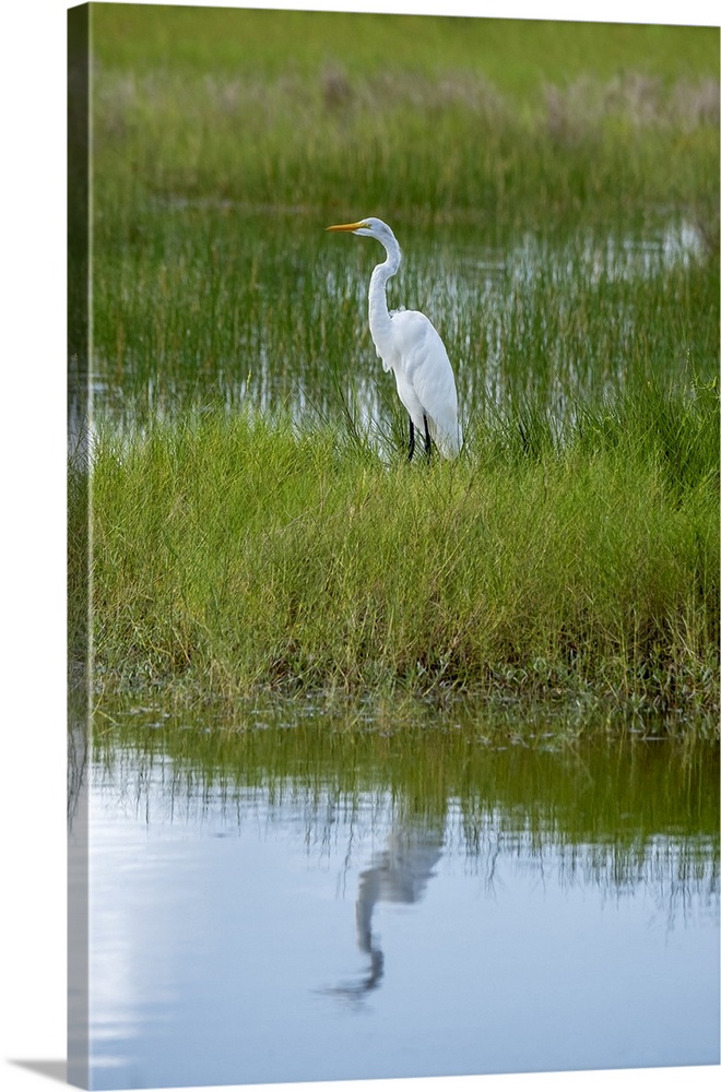 Great egret in wetlands.