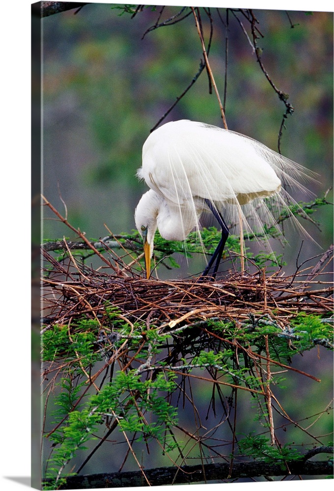 Great Egret on nest (Casmerodius albus)