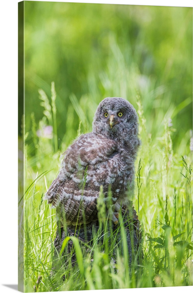 USA, Wyoming, Grand Teton National Park, Great Gray Owl Fledgling sitting on stump in grasses