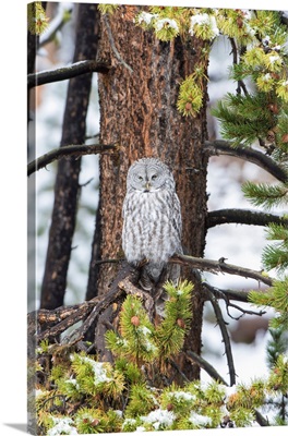 Great Gray Owl (Strix Nebulosa) In Snowstorm, Yellowstone National Park, WY