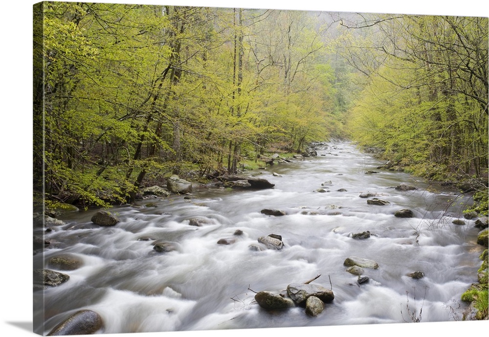 Middle Prong of the Little River in spring, Tremont Area, Great Smoky Mountain National Park, TN