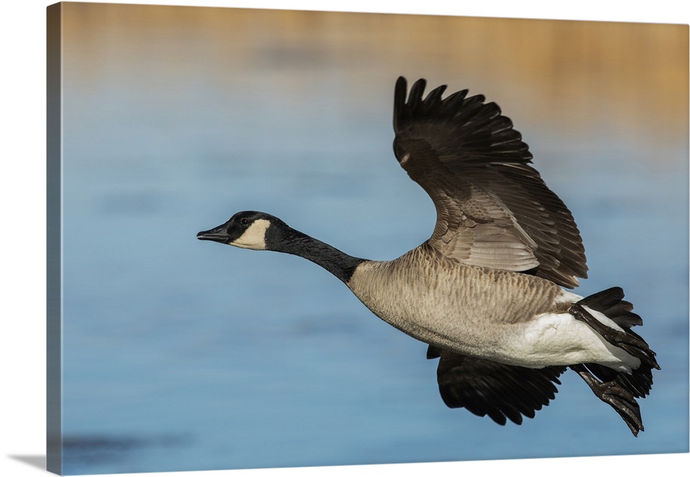 Greater Canada goose. Nature, Fauna.