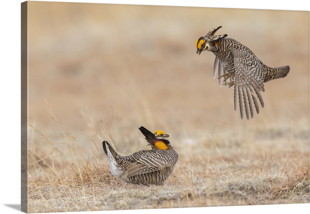 Greater prairie chickens, dominance dispute. Nature, Fauna.