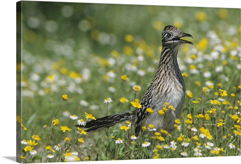 Greater Roadrunner, Geococcyx californianus,adult in wildflowers, Choke Canyon State Park, Texas, USA, April 2002