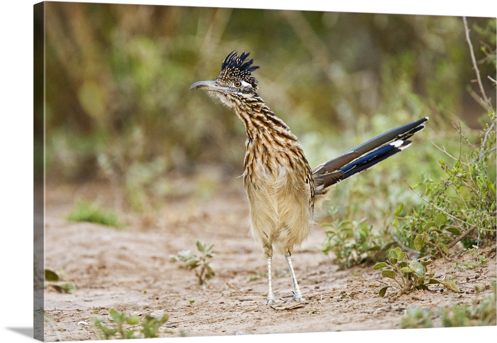 Greater Roadrunner (Geococcyx californianus) excited adult, foraging, south Texas brush lands in late afternoon, USA.