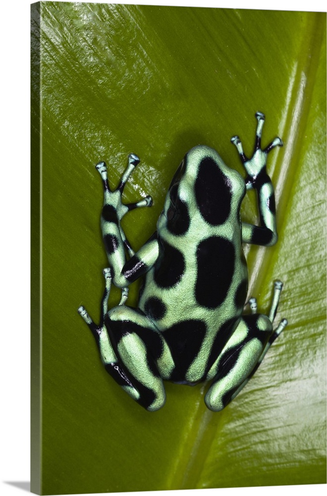 Green and Black Dart Frog (Dendrobates auratus), Costa Rica.