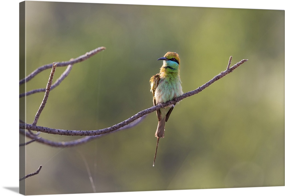 India, Madhya Pradesh, Bandhavgarh National Park. A green bee-eater fluffs itself on a small branch.