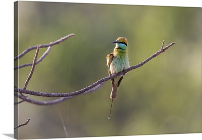 Green Bee-Eater, India, Madhya Pradesh, Bandhavgarh National Park