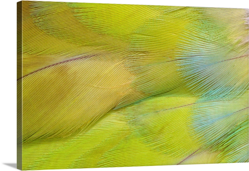 Green Headed Parrot.
