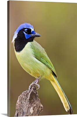 Green Jay (Cyanocorax yncas) adult perched in South Texas thorn brushlands