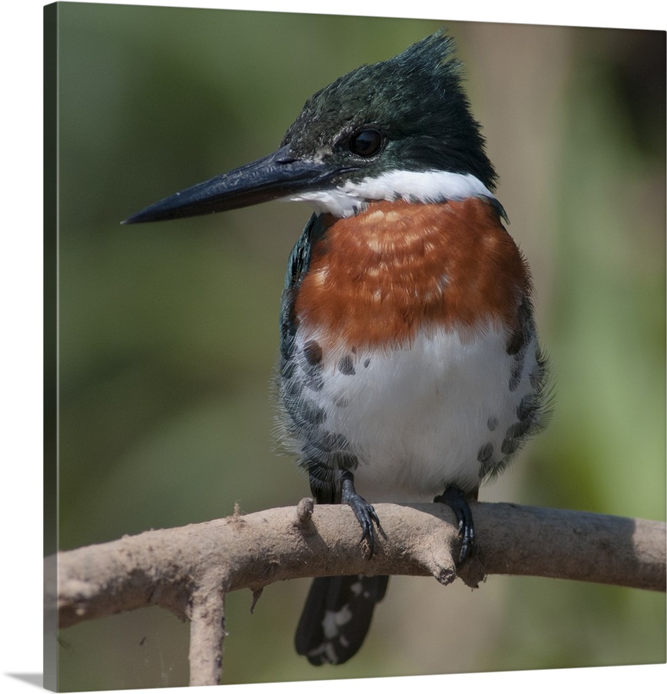 Brazil, The Pantanal Wetland, Green Kingfisher sitting on a branch in early morning light.