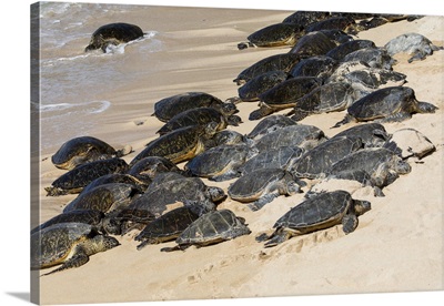 Green Sea Turtle Haul-Out, Ho'okipa Beach Park, Maui, Hawaii