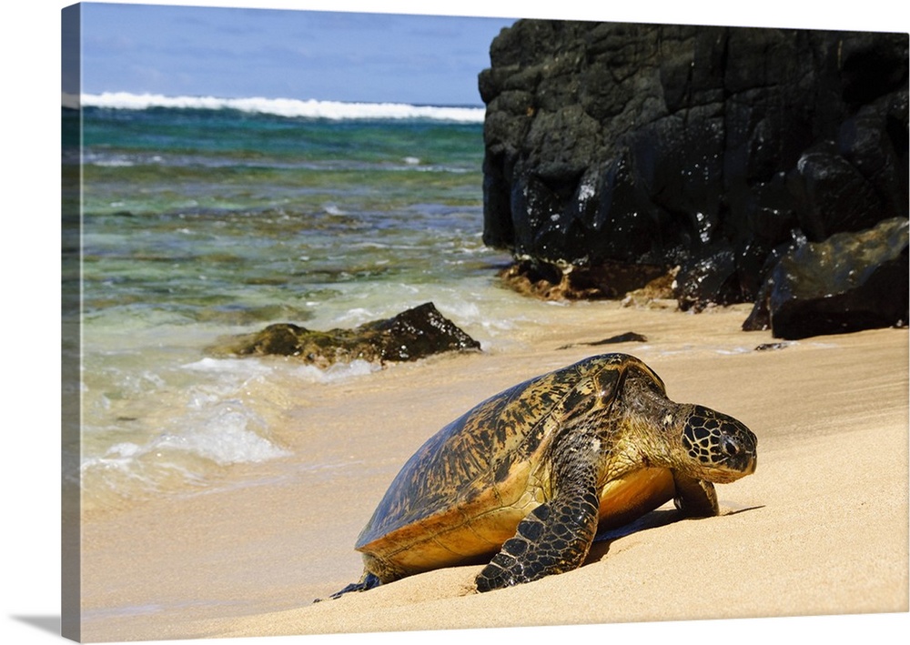 Green Sea Turtle (Chelonia mydas) comes ashore, close-up with lava rocks, Hideaways Beach, Princeville, Kauai, Hawaii
