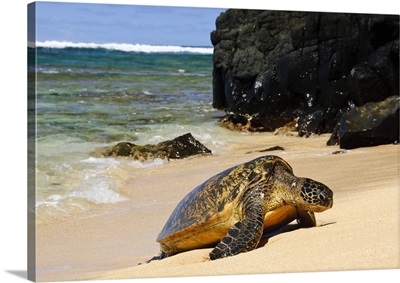 Green Sea Turtle, Hideaways Beach, Princeville, Kauai, Hawaii
