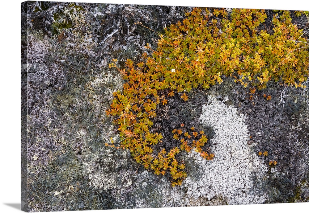 Greenland. Eqip Sermia. Irish saxifrage and thick lichen