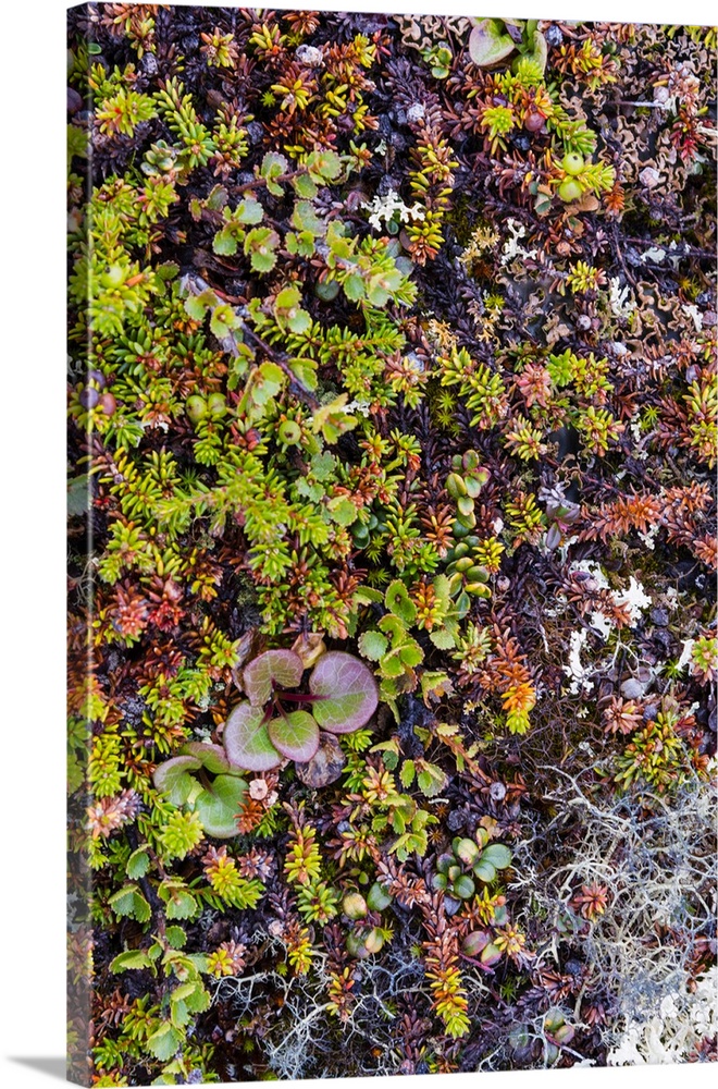 Greenland. Qeqertaq. Dwarf birch, lichen, and large flowered wintergreen.