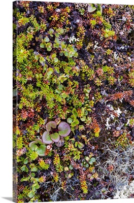 Greenland, Qeqertaq, Dwarf Birch, Lichen, And Large Flowered Wintergreen