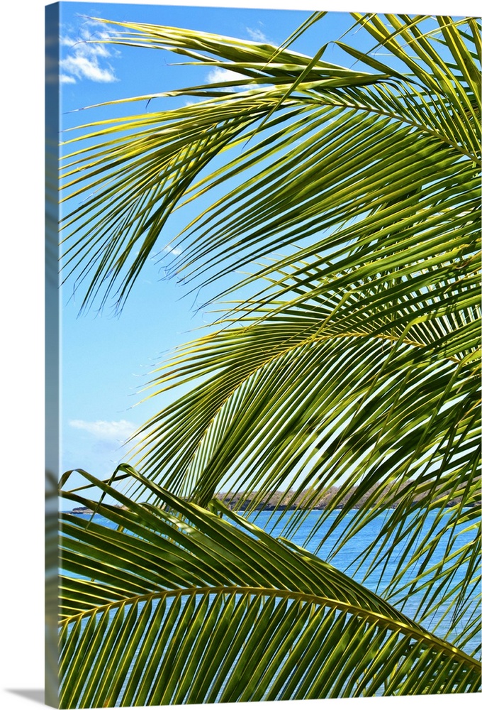 Grenada. Palm trees on beach.