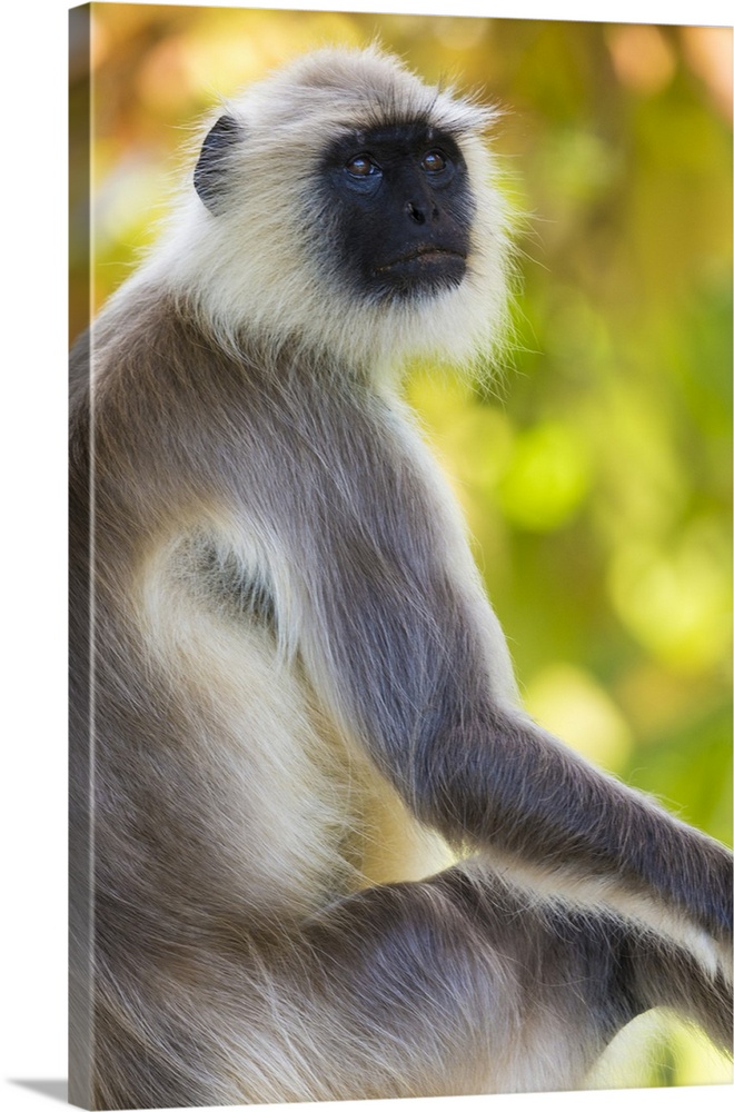 Asia. India. Grey langur, or Hanuman langur at Bandhavgarh Tiger Reserve