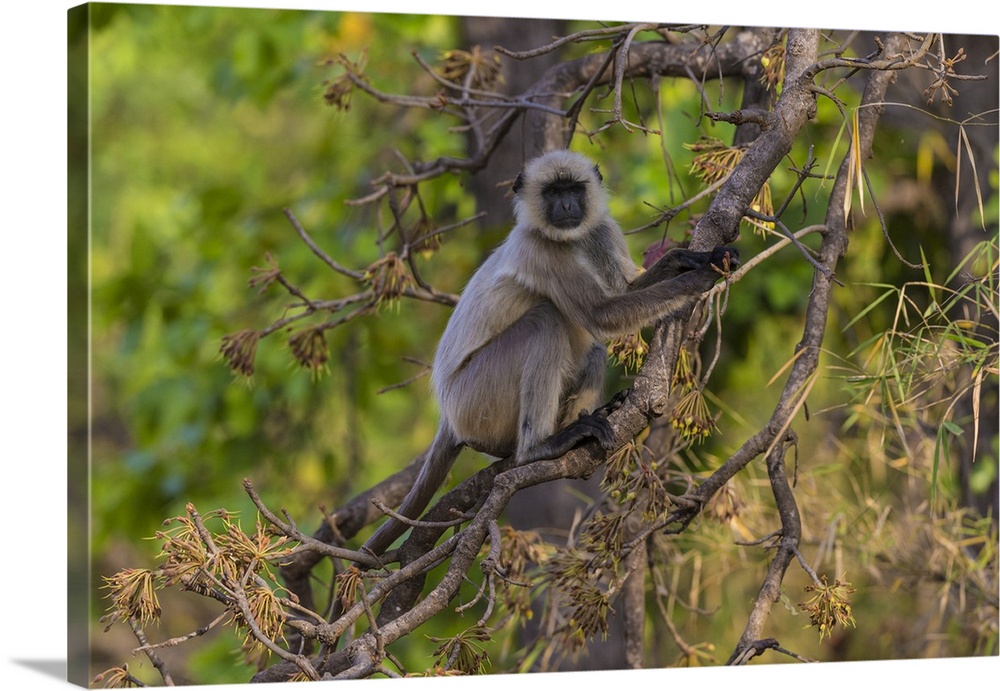 Asia. India. Grey langur, or Hanuman langur at Bandhavgarh Tiger Reserve